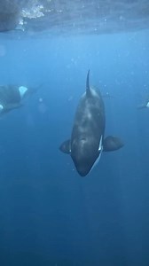 2.2K reactions · 184 shares | Ocean royaltyThey are the kings and queens of the sea!懶 . .  @sweet_salt_t . . . #cetaceans #dolphins #orcas #killerwhales #underwaterphotography #diving #diveadventures #mexico #loveorcas #lovedolphins #getonaboat #godiving #seethemfree #protectwhatyoulove #protectwhatmatters | Champions for Cetaceans | Facebook