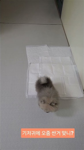 기저귀가 투명 유리라 조준 하기 어렵다!!😆😅#초코 동생 먼지 #댕댕이 #배변훈련 #pomeranian #포메라니안 #깃털유머 #cute #반려견#웃긴짤