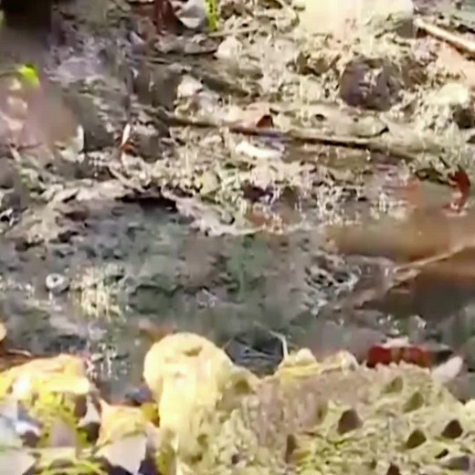 Python hunting crocodile😱#wildanimals #python #crocodile #animals