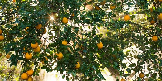 Florida’s citrus growers brace for smallest production in 95 years following hurricanes, disease