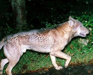 Japanese wolf - Alchetron, The Free Social Encyclopedia