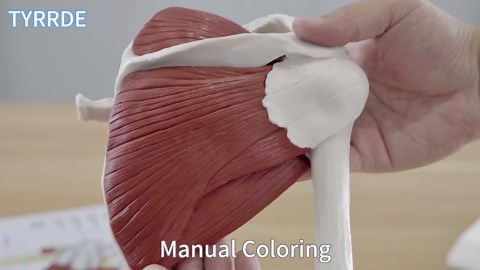 Amazon.com: TYRRDE Muscled Shoulder Joint Model, 1:1 Life Size Human Body Right Shoulder Anatomy Model with Ligaments, Clear Muscle Lines, Durable Structure, 3D Removable Base, Manual for Medical Educational Training : Industrial & Scientific