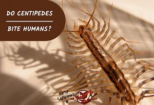 Do Centipedes Bite Humans? | The Dangers and Treatment Options - Pest Samurai