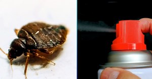 Adiós al DDT: los insecticidas contra chinches que sí son efectivos, baratos y seguros