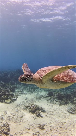 Compass Divers on Instagram: "🌊 Your First Dive Starts Here! 🤿✨ Discover the magic beneath the waves with Compass Divers — where every first dive becomes an unforgettable adventure. 🐠🐢 From colorful reefs to curious sea life, there’s a whole new world waiting for you below the surface. 💙 Ready to take the plunge? Join us and dive into the experience of a lifetime! 🌅 Are you curious about doing a try dive? Sent us a message 💌 #compassdivers #firstdive #discoverscubadiving #underwateradvent