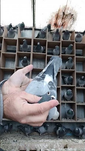 rodzina gołębi pocztowych linia 50 lat N. Kołodziej. #pigeonracing #brieftauben