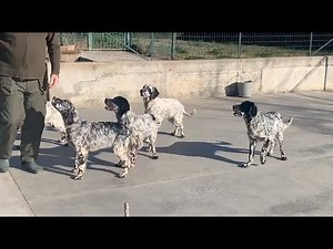 Cuccioli setter inglese