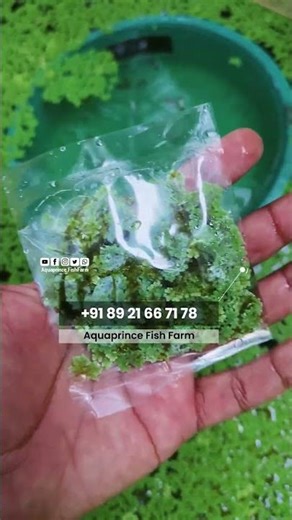 Azolla Floating Plant Aquaprince FishFarm +91 89 21 66 71 78