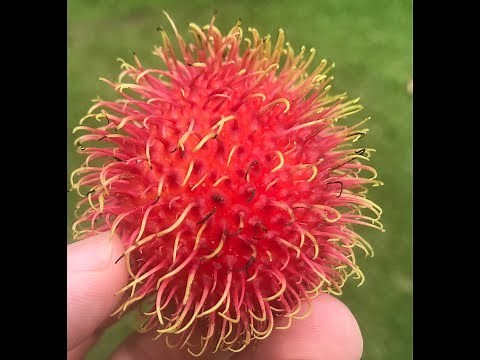 How to Eat Mamones Chinos Costa Rica (Rambutan fruit)