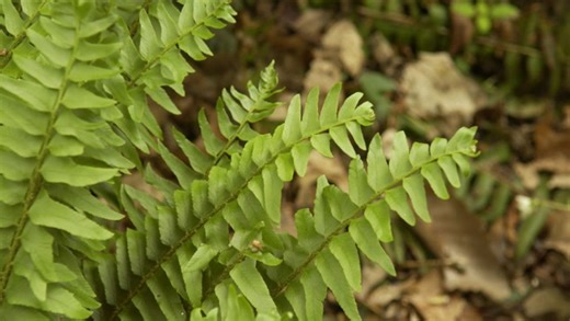How to Plant and Grow a Christmas Fern