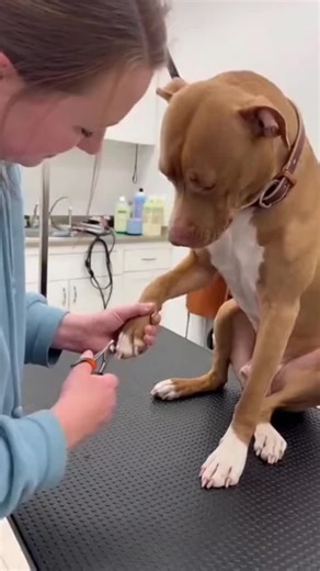 Oscar-Winning Dog Performance: A Nail Clip Story