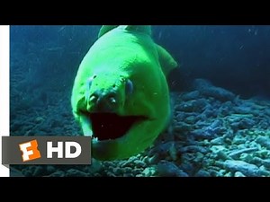 Open Water (2/11) Movie CLIP - Under the Sea (2003) HD