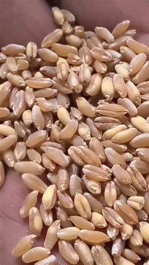 Grading processing unit....⌛⏳⌛🌾🌾🌾🌾⭐👏🌾🙏#wheat #natural #processing