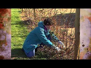 Pruning Brambles