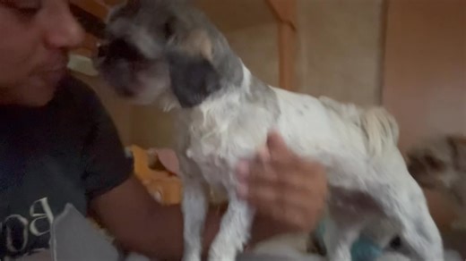 ☕🐾 THE VILLAGE TEA — EPISODE ONE (Messy, involved, no sides but definitely opinions) ☕ VILLAGE TEA. PIPING. HOT. Girl. I’m just minding my business, kissing on Charly, right? Soft kisses. Baby energy. Calm vibes. AND HERE COME NICHOLAS. Every. Single. Time. Like sir??? Why are you biting her legs?? Why are you inserting yourself into a kiss that was NOT addressed to you??? He does EVERYTHING to stop it. Blocking. Annoying. Full-body interference. And Charly is just like… relaxed. Kissing me. Go