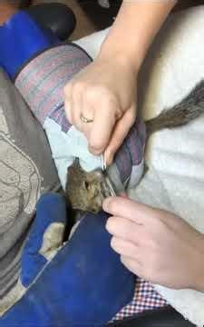 Botfly Squirrel Removal (edited version) #shorts