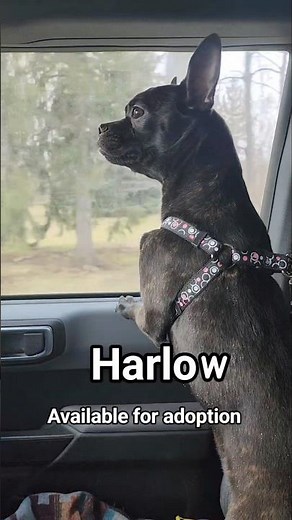 Foster pup Harlow - Available for Adoption
