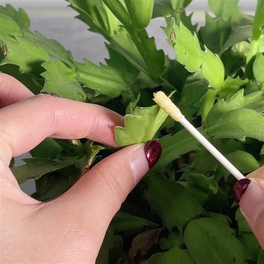 Looking to enhance your skills as a caretaker for your leafy companions?🪴🪴🪴 | Plant Parent