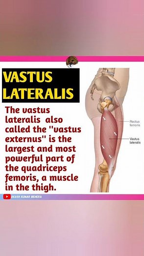 VASTUS LATLATERALIS muscle's origin, insertion, nerve supply and action |anatomy series ep7 #shorts