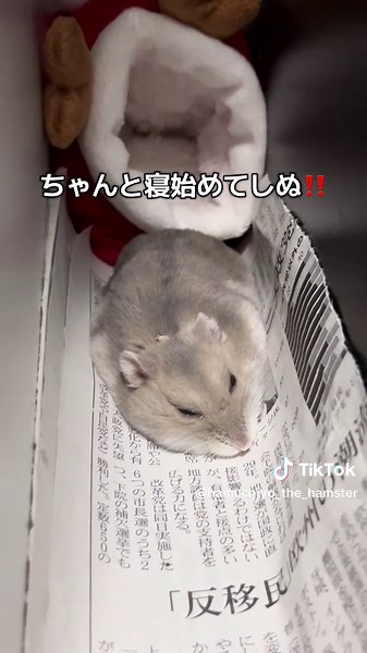 ジャンガリアンハムスターの魅力を探る！