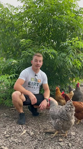 281K views · 8.3K reactions | Tips before you start raising chickens! #chicken #chickens #hens #chickentiktok #chickentips#foryou #foryoupage #fypシ #fyp #reels #reelsviral #reelsfb #garden #nature #flowers #gardening #plants #flower #photography #naturephotography #green #love #gardenlife #summer #gardendesign #jardin #garten #beautiful #landscape #spring #photooftheday #plant #flowerstagram #gardeninspiration #home | Weird and Wonderful Things | Facebook