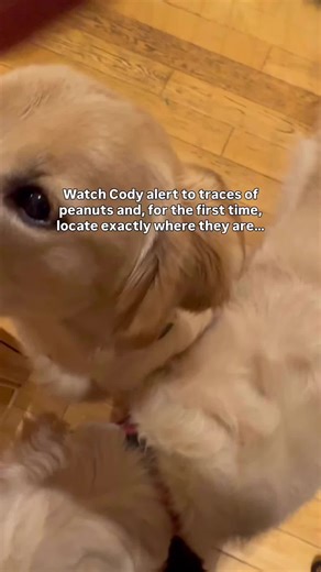 Detective Harley: Real Life Peanut Allergy Detection