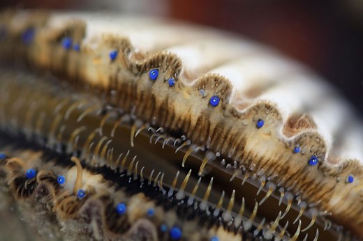 What Scallops' Many Eyes Can Teach Us About the Evolution of Vision