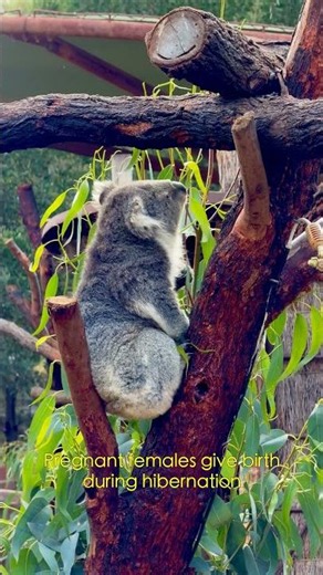 Bears Hibernate For 7 Months Without Eating 🐻