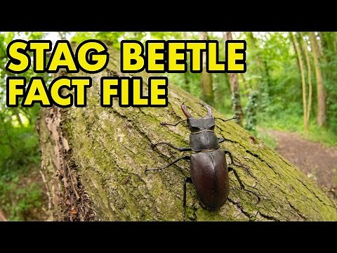 Stag Beetle: Fact File (British Wildlife Facts)