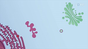 Video: ER Retrieval Pathway