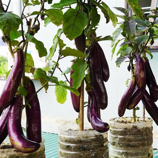 1M views · 10K reactions | Grow Giant Eggplants that Produce Many Fruits Without Watering | Balcony Garden Ideas | Facebook