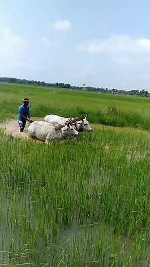 user18.b.v.s (@user18.b.v.s1)’s videos with original sound - Risky ritesh - وسام