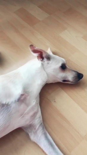 Te amo perro 💕🤤 #flokifirulais #perrochallenge