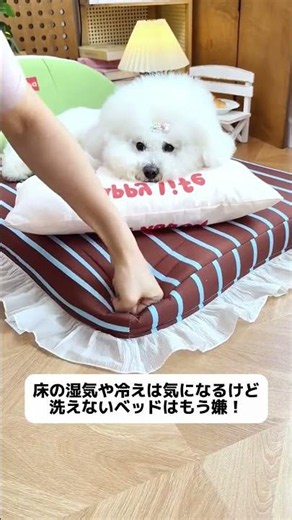 愛犬が一度寝たら動かない理由🐶💤 ふわふわ×ひんやり×快適設計✨ 犬好きさんにおすすめしたいベッド。 #ペットベッド#犬用品#ペット