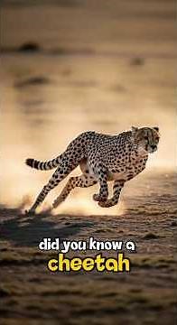 How the Cheetah’s Tail Helps It Steer at High Speed #shorts #cheetah #nature #facts #bigcat #science
