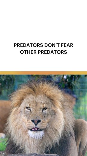 4.1K views · 33 reactions | 女⚡ Lions vs. Cheetahs: A Battle for...