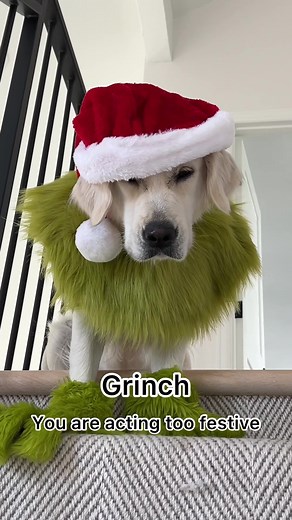 Grinch Dog Costume Grumpy Holiday Countdown