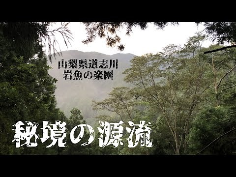 道志川の最上流は人跡未踏の源流でいつもイワナが釣り放題。天然岩魚と山女魚に癒される秘境の渓流です。