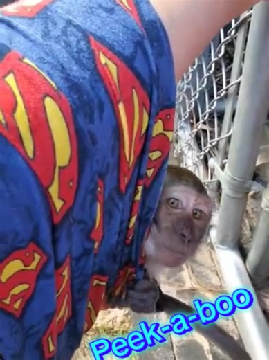 Silly girl!🤣 Ezra loves to swing no matter what. #heavenhelpusanimalrefuge #java #macaque #ezra #swinging