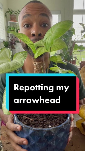 Arrowhead Vine Repotting Guide | Easy Plant Care Tips