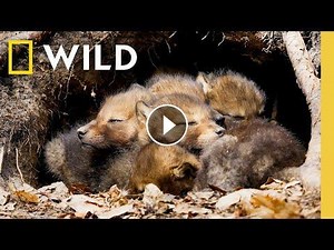 8 Minutes of Baby Animals: Pure Joy and Cuteness #Video