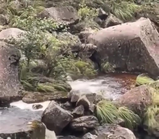 🚨 #𝘌𝘚_𝘝𝘐𝘙𝘈𝘓 🚨 #AMAZONAS: OSO DE ANTEOJOS ES AVISTADO EN LA CATARATA GOCTA Visitantes a la Catarata Gocta, ubicada en la provincia de Bongará, región Amazonas, quedaron asombrados al ver a un oso de anteojos desplazarse entre la vegetación. La especie, en peligro de extinción, generó gran emoción entre los presentes. Autoridades recordaron mantener la distancia y respetar su hábitat natural. | Panel Informativo