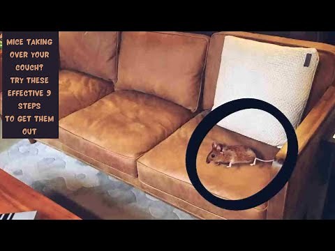 Mice Invasion in Your Couch? Here's Your 9 Step Rescue Plan