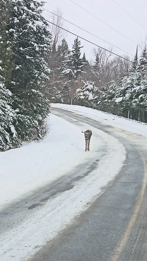 Toujours quand tes pas à la chasse que ça arrive... | Chris Outdoors