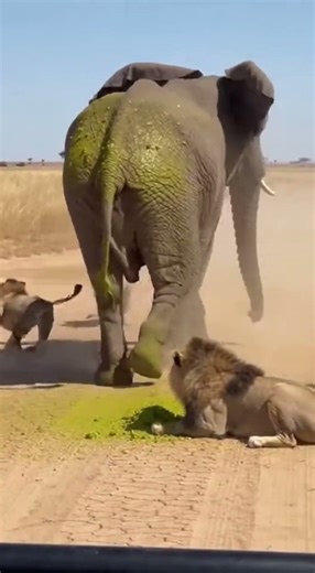 Elephant HUMILIATES Entire Lion Pride in 16 Seconds! 🐘 완전굴욕 🐘 完全屈辱 #viral #shorts