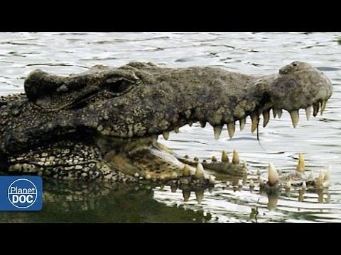 Full Documentary: Cuba, Natural Paradise