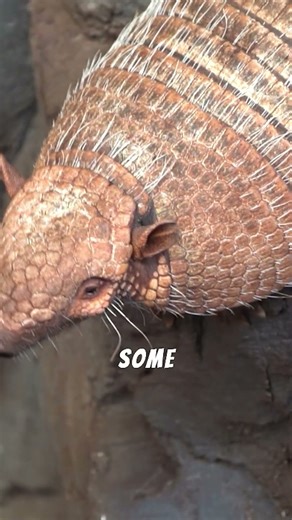 Armadillos The Living Armor of the Wild