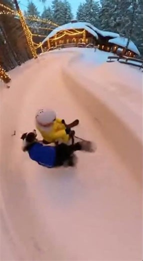 Boy and Puppy’s Happy Playtime