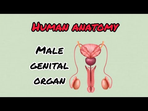 Male Genital Organ || Human Anatomy || Medical Learning