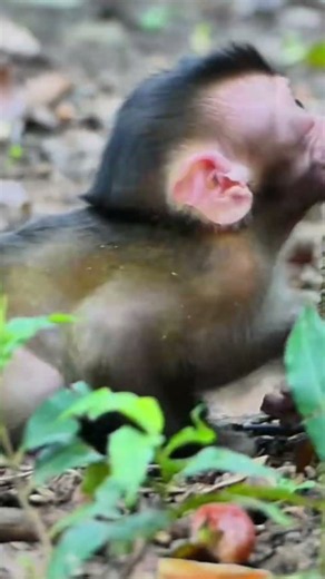 An adorable moment: a baby monkey sulks because its mother won't let it nurse | Monkey Documentary